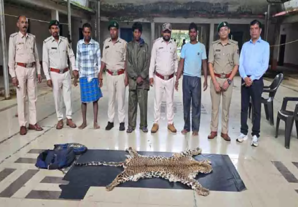 CG : वन विभाग की बड़ी कार्रवाई, आरोपियों के कब्जे से तेंदुए की खाल जब्त…