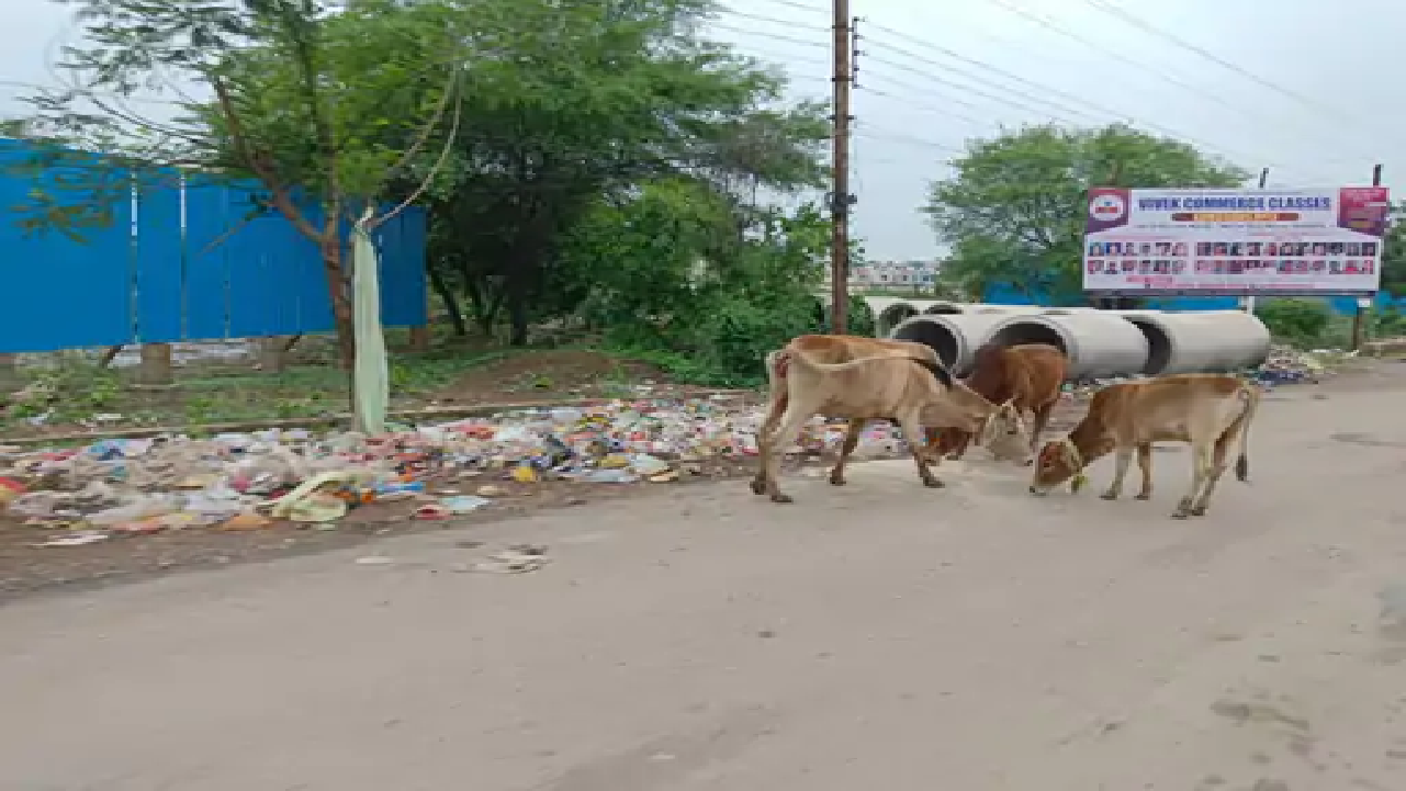राजनांदगांव : सड़कों से नहीं हट रहे मवेशी, दुर्घटना का खतरा, धरपकड़ अभियान जरूरी…