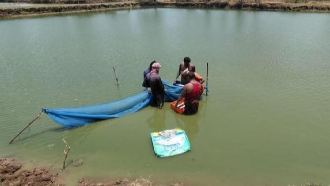 CG : तालाब बना आत्मनिर्भरता का आधार, वैज्ञानिक मत्स्य पालन से कामिनी की आय में हुआ इजाफा