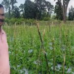 CG : वैज्ञानिक खेती अपनाकर, करेला उत्पादन में किसान बजरंग बने प्रेरणा स्रोत …