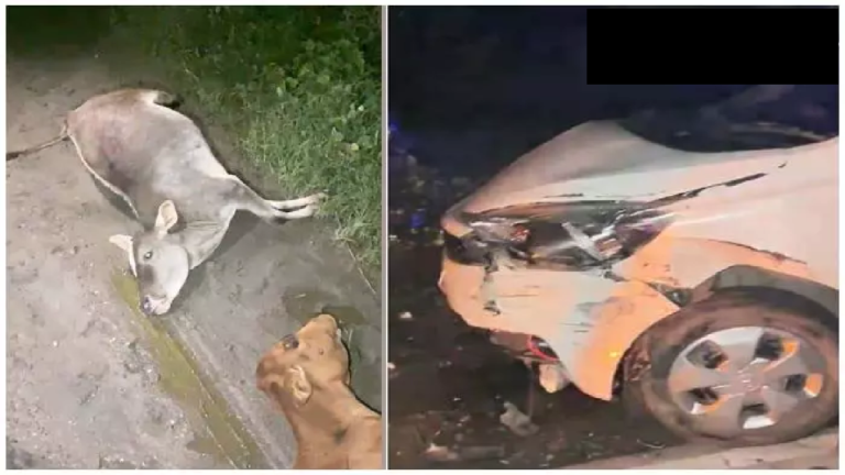CG : तेज रफ्तार कार ने 4 गौवंश को मारी टक्कर 3 की मौत, बजरंग दल और गौसेवकों ने संभाला मोर्चा …