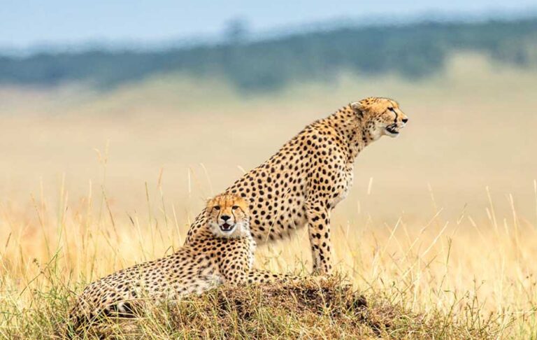 cheetah_safar_4A_121_2.jpg