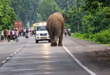 CG : सेल्फी के चक्कर में हाथी से पंगा…हाईवे पर ऐसा नजारा दिखा…