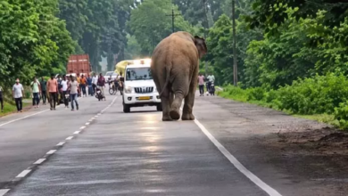 CG : सेल्फी के चक्कर में हाथी से पंगा…हाईवे पर ऐसा नजारा दिखा…