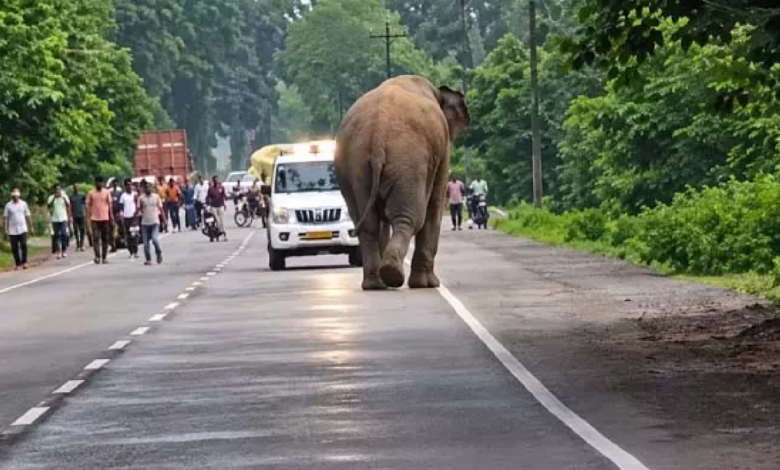 CG : सेल्फी के चक्कर में हाथी से पंगा…हाईवे पर ऐसा नजारा दिखा…