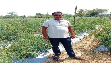 CG : सेवा की कहानी : कम पानी में खीरे की खेती से मुकेश ने कमाए 2.25 लाख रुपये, अब 4 एकड़ में टमाटर की तैयारी