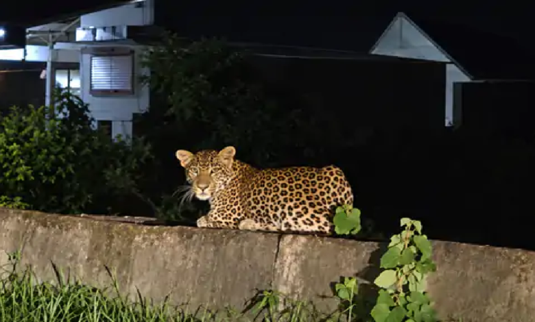 राजनांदगांव : रोड किनारे पुल पर बैठा दिखा तेंदुआ महीनेभर से करेला, भंडारपुर में घूम रहा…