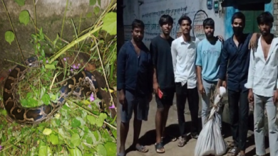 CG : आधी रात गली में निकला विशाल अजगर, युवकों ने सुरक्षित नाले में छोड़ा…