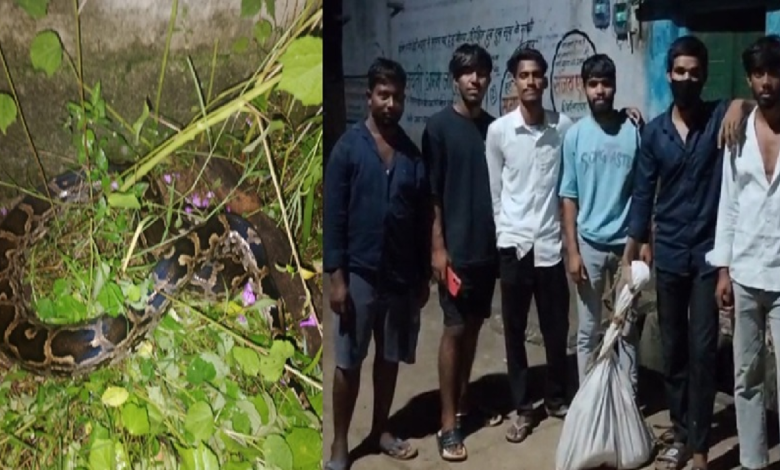 CG : आधी रात गली में निकला विशाल अजगर, युवकों ने सुरक्षित नाले में छोड़ा…