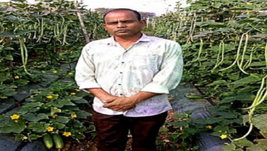 CG : खेती का तरीका बदला तो बढ़ा उत्पादन और मुनाफा …