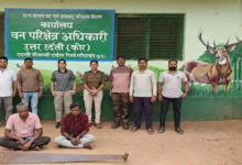 CG : सागौन तस्करी का पुष्पा स्टाइल! वन विभाग-पुलिस ने प्लान कर दिया फेल …