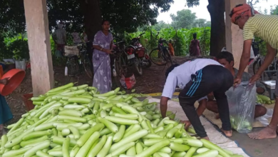 CG : बिहान से बदली राह 35 महिला किसानों ने 600 क्विंटल सब्जी उगाकर लिखी सफलता की नई कहानी …