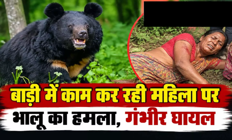 CG : बाड़ी में काम कर रही महिला पर भालू का हमला, गंभीर घायल …