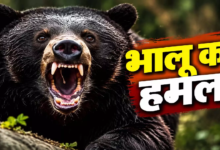 CG : मशरूम खोजने जंगल गए ग्रामीणों पर भालू का हमला, दो घायल …