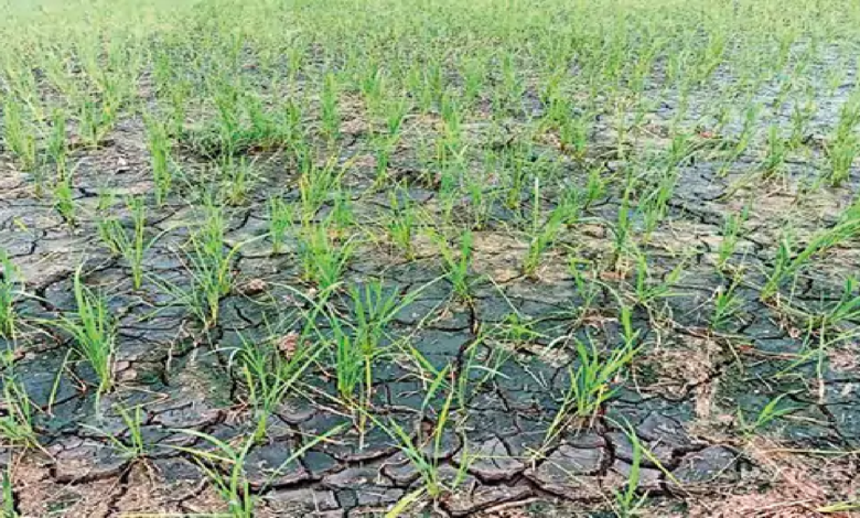 CG : केसीजी जिले में बारिश की बेरुखी से खेती पर संकट, निदाई-गुड़ाई, खाद डालना तक बंद …