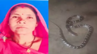 CG : गांव की महिला सरपंच को सांप ने डसा, मौत …