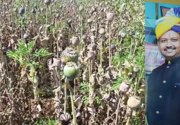 CG : अफीम खेती कांड में बीजेपी नेता को राहत, 5 महीने से जेल में बंद विनायक ताम्रकार को जमानत …