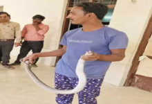CG : सांप के डसने से स्नेक कैचर मनीष पाटिल की मौत …