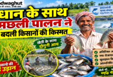CG : धान के साथ मछली पालन ने बदली किसानों की किस्मत …