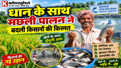 CG : धान के साथ मछली पालन ने बदली किसानों की किस्मत …