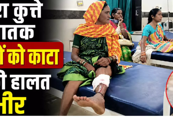 CG : आवारा कुत्ते का आतंक 13 लोगों को काटा तीन की हालत गंभीर …