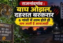 राजनांदगांव : बाघ ओझल, दहशत बरकरार, 6 गांवों में शाम होते ही थम जाती है आवाजाही …