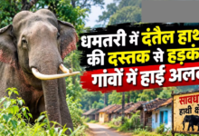 CG : धमतरी में दंतैल हाथी की दस्तक से हड़कंप, गांवों में हाई अलर्ट …
