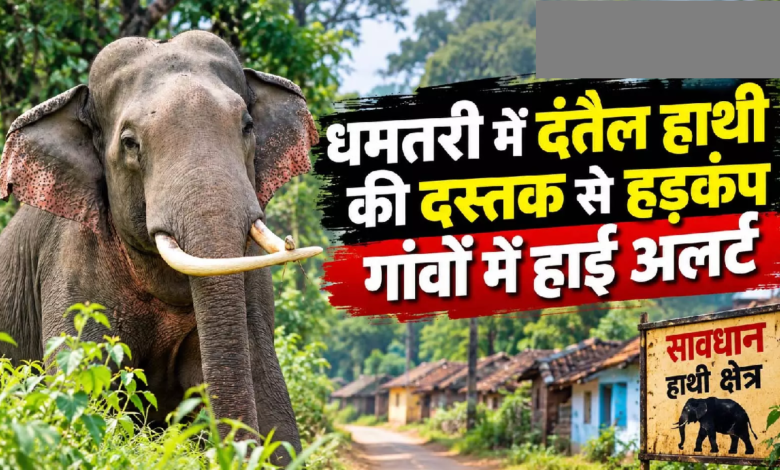 CG : धमतरी में दंतैल हाथी की दस्तक से हड़कंप, गांवों में हाई अलर्ट …