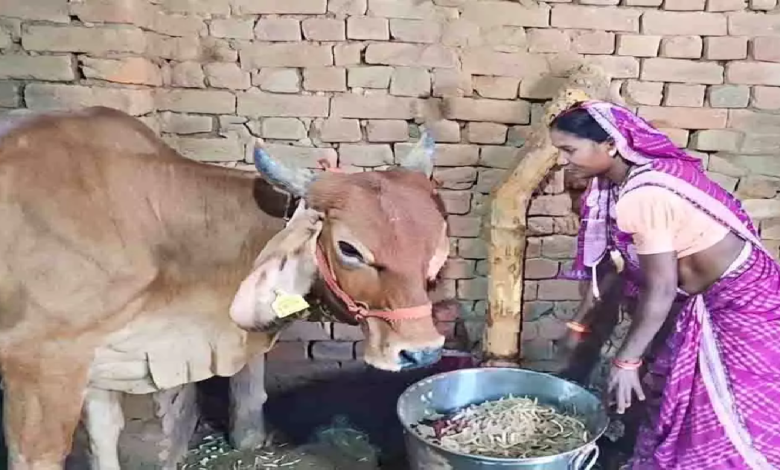 CG : जोरातराई की 17 आदिवासी महिलाओं ने डेयरी व्यवसाय से लिखी आत्मनिर्भरता की नई कहानी …