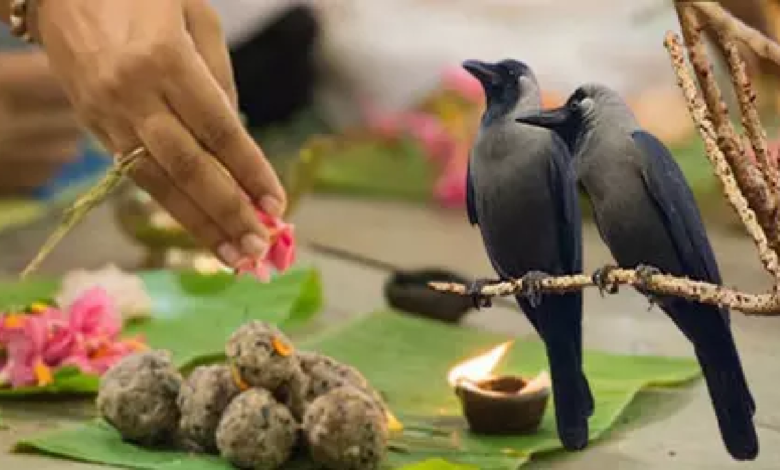 CG : पितृपक्ष में कौवे को क्यों खिलाया जाता है श्राद्ध का भोजन? जानिए पौराणिक कथा और मान्यता …