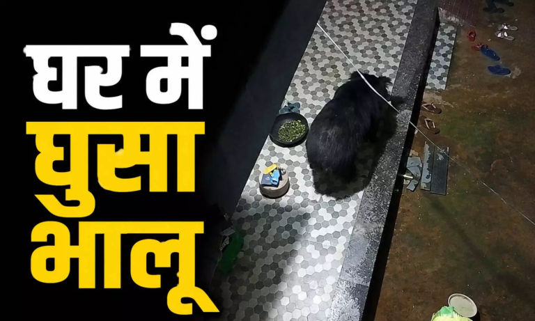 CG : घर में घुसा भालू, …