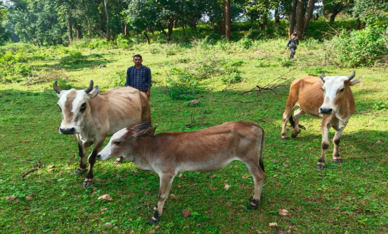 सेवा संकल्प अभियान 2026 : सेवा की कहानी : उन्नत नस्ल की गाय ने खोली अतिरिक्त आय की राह, आत्मनिर्भर बने सन्ना के ओम प्रकाश ...