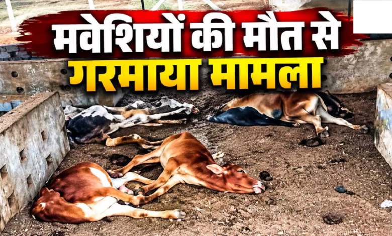 CG : अस्थायी गौठान में मवेशियों की मौत, दो दिन में 20 से ज्यादा पशुओं की मौत का दावा …