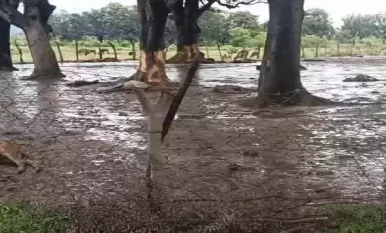 CG : गौठान में 30 मवेशियों की मौत का दावा, अव्यवस्था के आरोप …