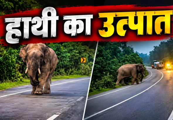 CG : हाईवे पर आया हाथी, एक घंटे बंद रहा रास्ता …