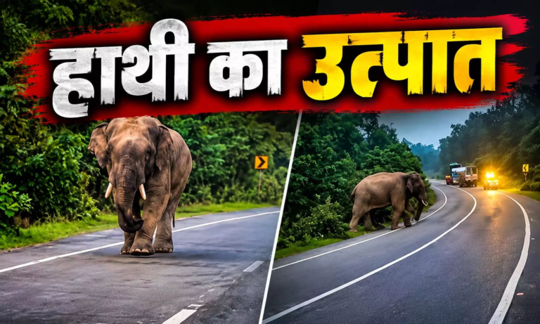 CG : हाईवे पर आया हाथी, एक घंटे बंद रहा रास्ता …