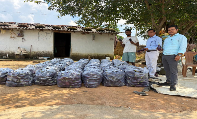 CG : सेवा की कहानी : बैंगन की उन्नत खेती से किसान हरिहर साय ने बढ़ाई आमदनी