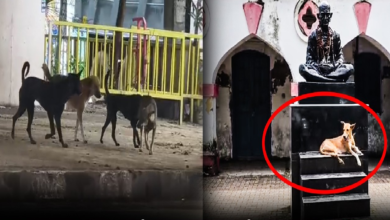 राजनांदगांव : सरकारी कार्यालयों में आवारा कुत्तों की आवाजाही से लोग परेशान…