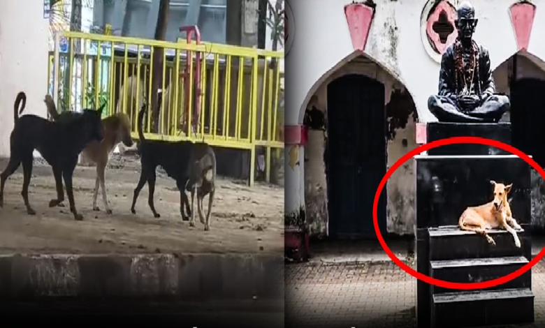राजनांदगांव : सरकारी कार्यालयों में आवारा कुत्तों की आवाजाही से लोग परेशान…
