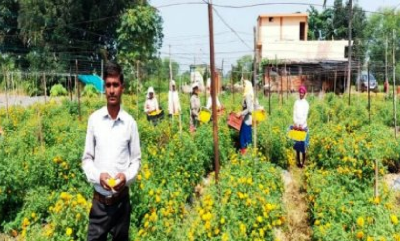 राजनांदगांव : फ्लोरीकल्चर हब योजना से खिली किसानों की किस्मत : पारंपरिक खेती छोड़ फूलों और सब्जियों से संवर रही राह...