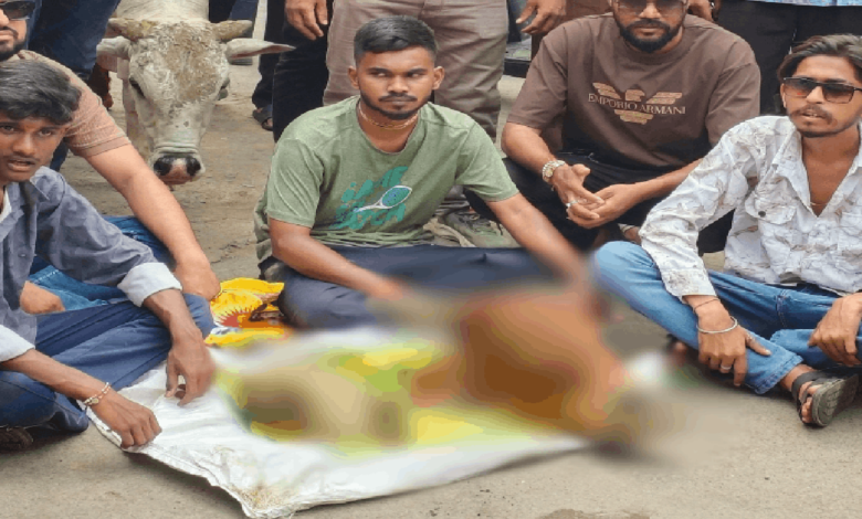 राजनांदगांव : गौ हत्या मामला : नागपुर और नांदगांव में बेचते थे मांस, 11 आरोपी गिरफ्तार...