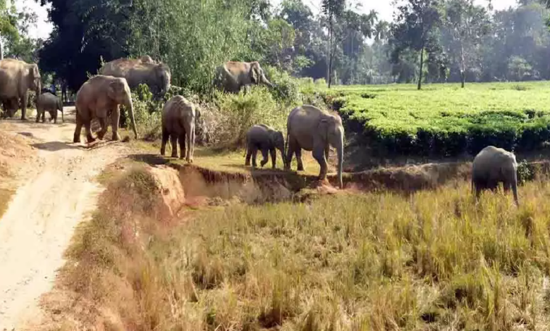 CG : 52 हाथियों के दल से दहशत, धान की फसल बचाने निकले किसान की मौत से ग्रामीण सहमे...