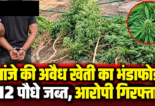 CG : गांजे की अवैध खेती का भंडाफोड़, 112 पौधे जब्त, आरोपी गिरफ्तार …