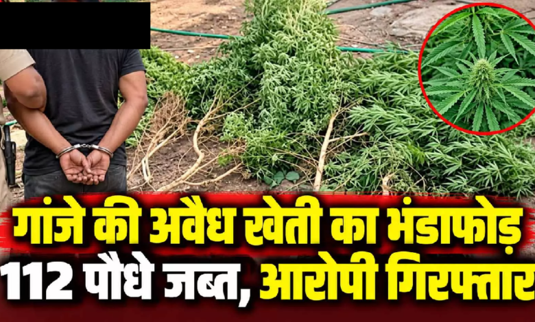 CG : गांजे की अवैध खेती का भंडाफोड़, 112 पौधे जब्त, आरोपी गिरफ्तार …