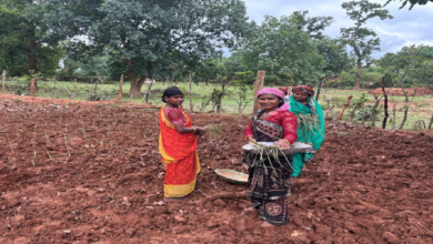 लेमन ग्रास की खुशबू से महक रही आत्मनिर्भरता, जीपीएम की महिलाएं बढ़ रहीं ‘लखपति दीदी’ बनने की राह पर ...