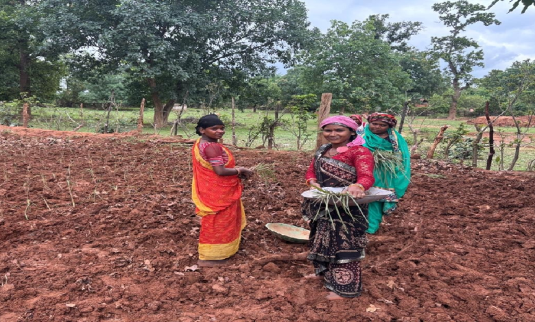 लेमन ग्रास की खुशबू से महक रही आत्मनिर्भरता, जीपीएम की महिलाएं बढ़ रहीं ‘लखपति दीदी’ बनने की राह पर ...