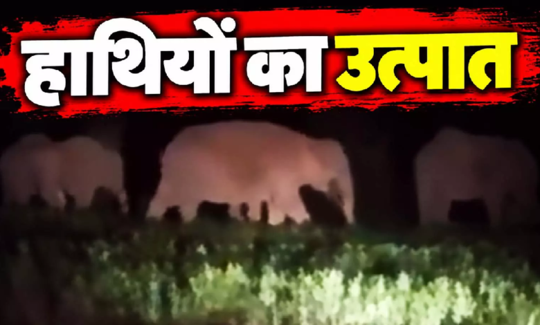 CG : सूरजपुर में हाथियों का उत्पात, खेतों में घुसकर फसलों को पहुंचा रहे नुकसान …