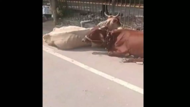 CG : रायपुर कलेक्ट्रेट में मवेशी लेकर पहुंचा पीड़ित, विरोध का अनोखा तरीका देख सब हैरान …