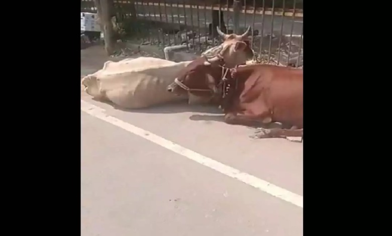 CG : रायपुर कलेक्ट्रेट में मवेशी लेकर पहुंचा पीड़ित, विरोध का अनोखा तरीका देख सब हैरान …
