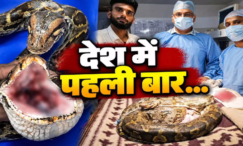 CG : अजगर की जिंदगी बचाने की जंग, मुंह से कैंसर का ट्यूमर निकाला गया …